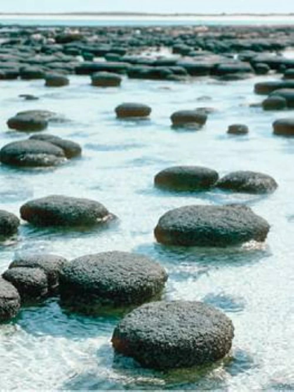 اكتشاف علمي: كائنات تعيش بلا ضوء الشمس في كهوف أمريكا