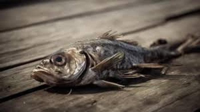 دراسة نفسية: تأثير الأحلام على الصحة العقلية والسلوك